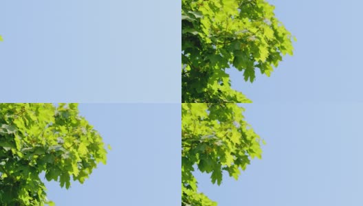 平底锅。枫叶的枝叶在蓝天的映衬下随风摇摆。实时高清在线视频素材下载