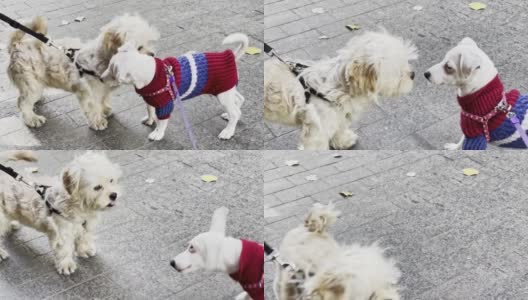 两只欢快的狗在街上玩耍高清在线视频素材下载