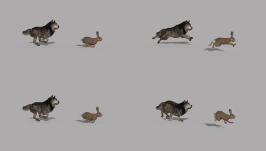 狼追野兔，动画，透明的背景高清在线视频素材下载