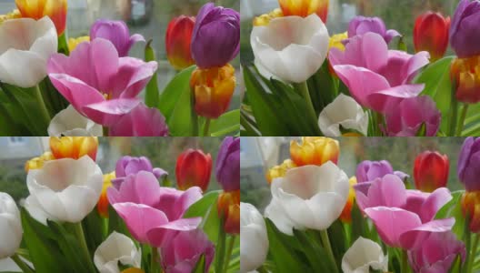 窗边的窗台上，五颜六色的郁金香花瓣，有白色的、粉红色的、淡紫色的、橙色的，形成了春天的花束高清在线视频素材下载