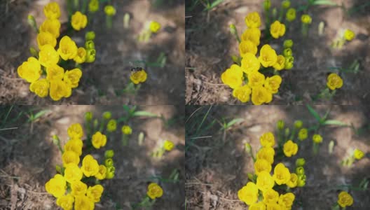 蜜蜂从美丽的黄色野花上收集花粉高清在线视频素材下载