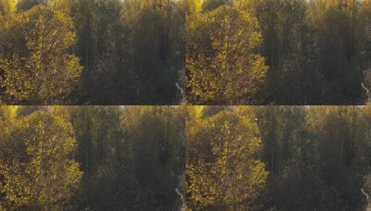 秋日的森林，阳光灿烂。在森林的背景下，毛茸茸的苍蝇，在地面上覆盖了一层柔软的东西。静态相机，作为背景高清在线视频素材下载