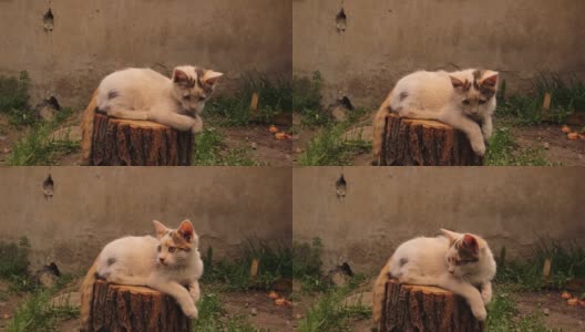 小猫坐在一根圆木上，在花园里白天照明。无家可归的小猫享受早春的阳光。白斑猫放松小猫2.5个月大了。宠物,宠物。猫,小猫高清在线视频素材下载