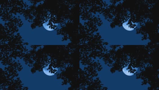 树上的月亮在远处高清在线视频素材下载