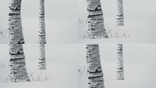 美丽的冬天的风景。桦树站在雪地上投下了阴影。自然背景与白桦树的白色树干高清在线视频素材下载