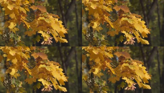 黄叶的枫树枝。高清在线视频素材下载