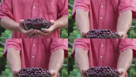 园丁手中拿着成熟的欧洲山茱萸果实高清在线视频素材下载