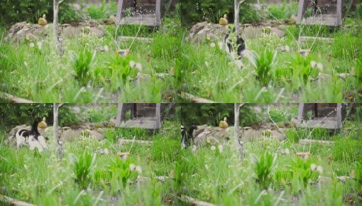 猫怕水，在花园里跳，夏天高清在线视频素材下载