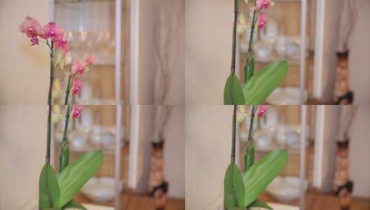 粉红色兰花与黄色元素。近距离高清在线视频素材下载