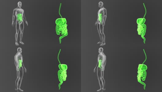 消化系统放大解剖学高清在线视频素材下载