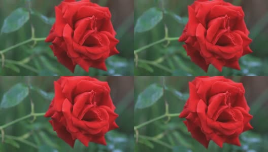 有长茎的红玫瑰高清在线视频素材下载