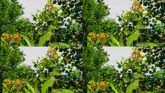 春天森林里的小黄花的特写。野生自然。高清在线视频素材下载
