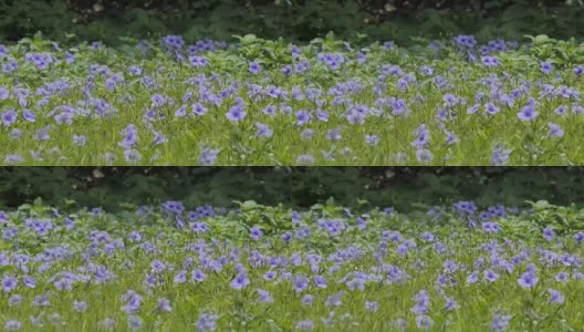 田野里的紫罗兰花。高清在线视频素材下载