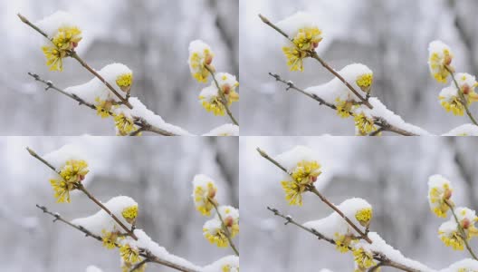 雪花落在美丽的黄色樱花上高清在线视频素材下载
