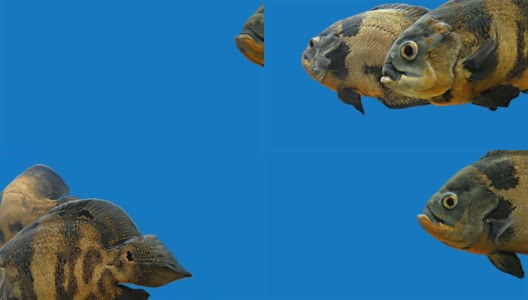 亚马逊热带鱼-老虎奥斯卡，蓝色背景，蓝屏高清在线视频素材下载