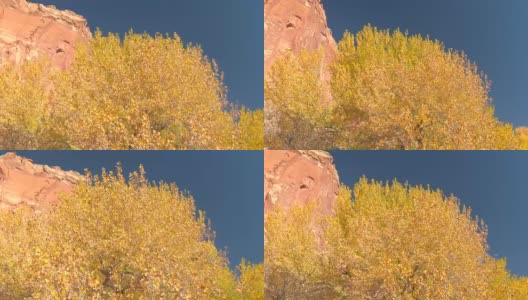 令人惊叹的亮黄色树冠在阳光明媚的秋天在红色岩石峡谷犹他州高清在线视频素材下载