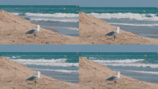 海鸥伴着海浪走在海边的沙滩上高清在线视频素材下载
