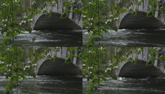 桥下流水和山茱萸的慢镜头高清在线视频素材下载