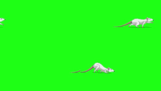 白老鼠偷偷的动画色度键高清在线视频素材下载