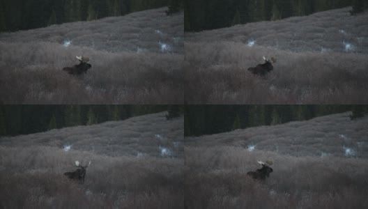 在雪地里吃草的大型公驼鹿高清在线视频素材下载