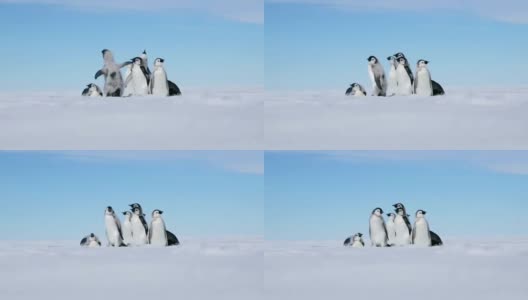 企鹅在南极高清在线视频素材下载