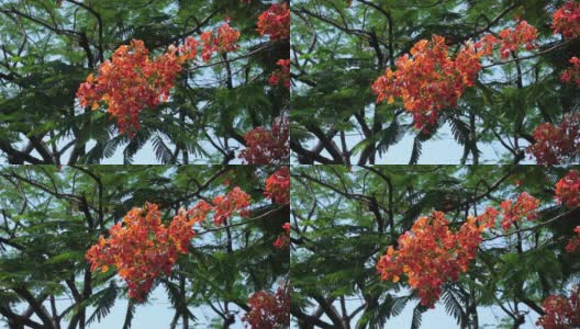 火焰树，夏日花，红色大自然。高清在线视频素材下载