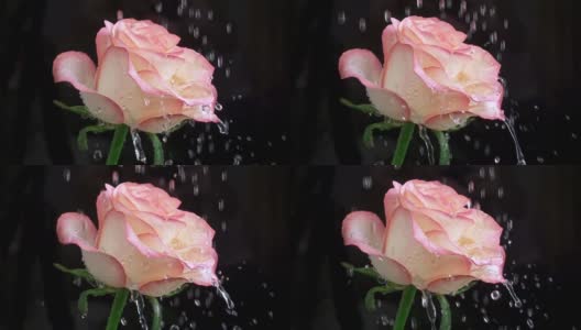 雨滴落在玫瑰花瓣上。黑色背景。慢动作特写镜头高清在线视频素材下载