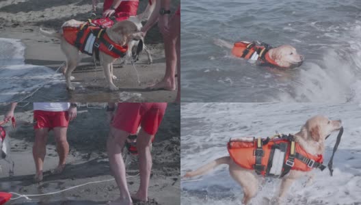 一只拉布拉多猎犬在海上训练的慢动作。救援犬训练高清在线视频素材下载