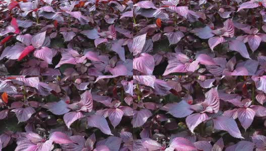 新鲜紫苏植物高清在线视频素材下载