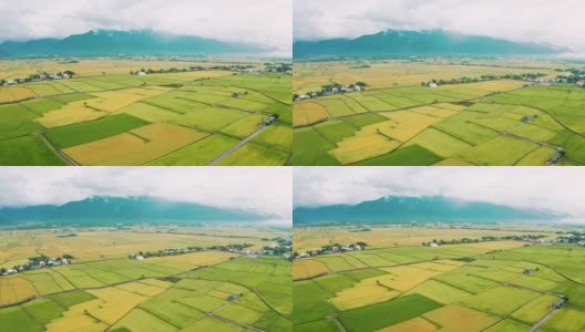 鸟瞰台湾台东县赤上乡秋天美丽的稻田高清在线视频素材下载