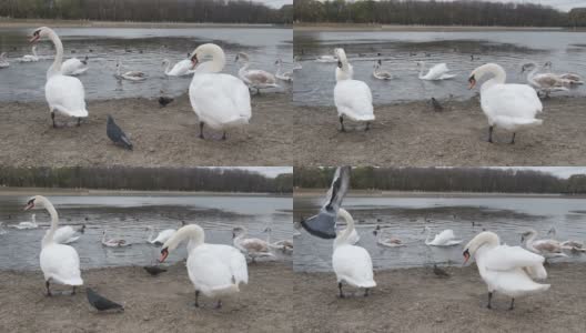 池塘岸边的白天鹅会吓到鸽子高清在线视频素材下载