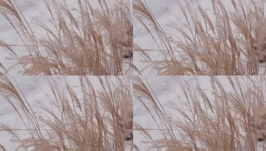 潘帕斯草在城市公园中的景观设计。干燥的蓬松的金色芦苇景观在白雪的背景。芦苇植物高清在线视频素材下载
