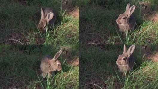 小灰兔在草地上吃绿草高清在线视频素材下载