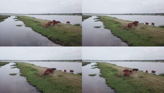 奶牛在夏季绿色草地附近的水，鸟瞰图。一群奶牛在河边的田野里吃草。无人机拍摄的一群奶牛。高清在线视频素材下载