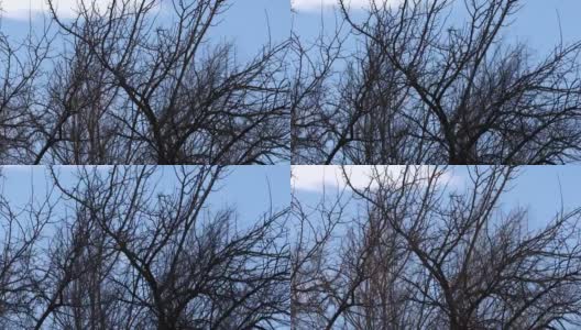 冬天干燥的树枝。高清在线视频素材下载