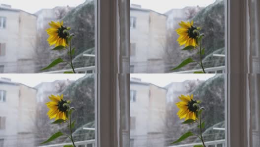黄色的向日葵和雪花。向日葵在初雪时向窗外“张望”。冬天的方法的概念高清在线视频素材下载