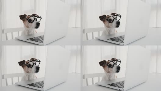 狗狗戴着书呆子眼镜在电脑键盘上玩电脑高清在线视频素材下载