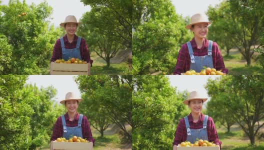 4K亚洲女农民肖像，在橘园拿着一盒成熟的有机橙子高清在线视频素材下载