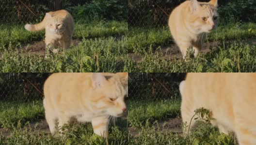 早晨，一只可爱的姜黄色猫在草地上散步。特写的一只红猫经过旁边的相机。早晨的阳光照亮了宠物和环境高清在线视频素材下载