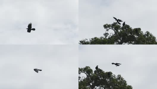 慢镜头乌鸦在天空飞翔。高清在线视频素材下载