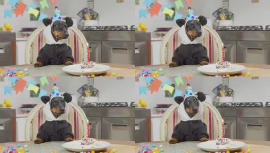 腊肉狗穿着带着滑稽熊猫耳朵的连帽衫，戴着节日帽正坐在餐桌前，面前摆着生日蛋糕和蜡烛，准备甜点，房间里布置着庆祝派对高清在线视频素材下载