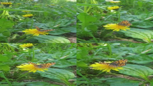 易变的地图蝴蝶(Araschnia levana)春季在蒲公英的一朵花上繁殖高清在线视频素材下载