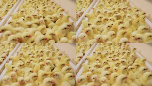 养鸡场里的小黄鸡高清在线视频素材下载