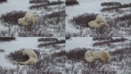 北极熊拳击高清在线视频素材下载