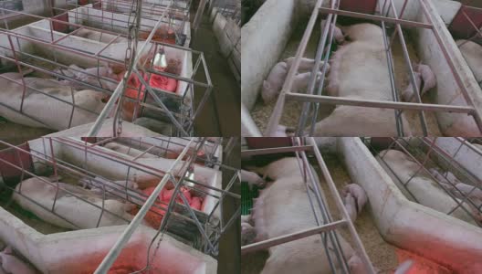 在一个工业养猪场，母亲和小猪在产房里高清在线视频素材下载
