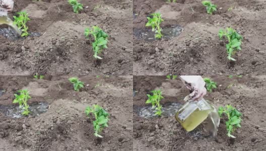 一位妇女正在花园里种西红柿幼苗，给它们浇水，并在地里挖土高清在线视频素材下载