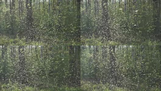 成群的蚊子，成群的摇蚊在早春的公园里用背光照射高清在线视频素材下载