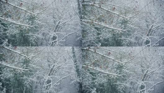 暴风雪中的树枝高清在线视频素材下载