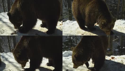 冬天的森林里有棕熊。一只熊在雪地里吃东西。高清在线视频素材下载