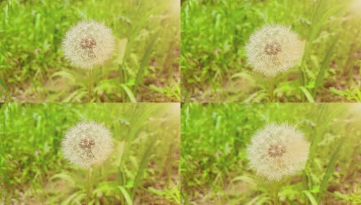 柔白的蒲公英花在绿草的背景上，春天的概念来了，慢动作的运动带着温暖的光自然闪光高清在线视频素材下载